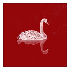 Pink Swan: Wild Heart
