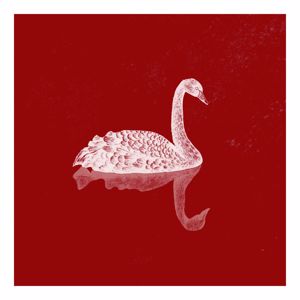 Pink Swan: Wild Heart