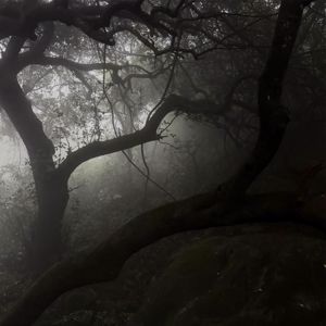 Jukka Riutta: Sorrow of the Old Wood