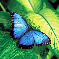 Omar Bryan: Butterflies