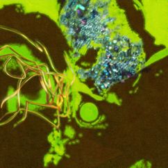 Santhosh Narayanan: Neeye Oli (From "Sarpatta Parambarai")