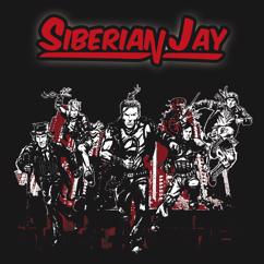 Siberian Jay: Not So Easy