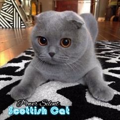 Scottish Cat: Power Silent
