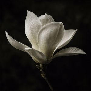 Claudio Constantini: Magnolia
