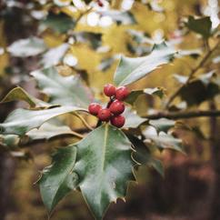 Late Break Quartet: Christmas Time is Here