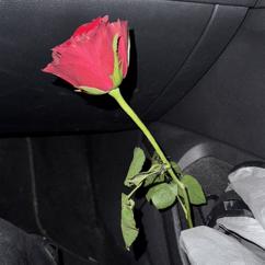 Madame: M'AMA NON M'AMA