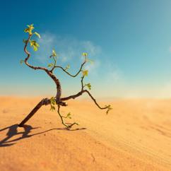 Макс Куст: Лоза