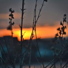 Mochi: Glowing Sunsets
