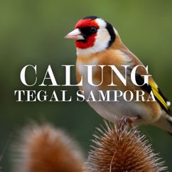 Darso: Calung Tegal Sampora