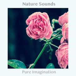 Nature Sounds: Ambient Rainfall Relaxation