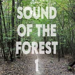 Nature Sound Boy: Forest Walk 1