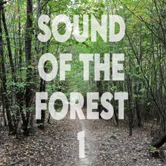 Nature Sound Boy: Forest Walk 2