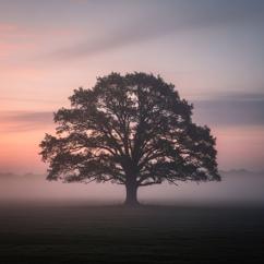 Canyon Hymn: Prairie Light