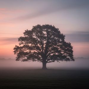 Canyon Hymn: Prairie Light