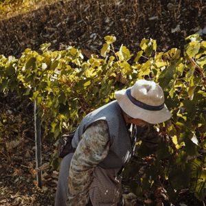 Salto: Fruto que Semeio
