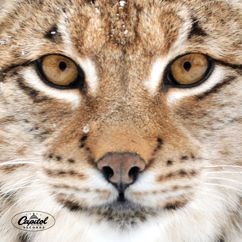 Anssi Kela: Ilves