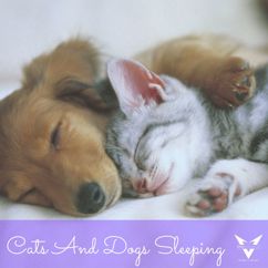 VPROD Publishing: Music For Pets To Sleep