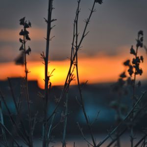 Mochi: Stars Playlist