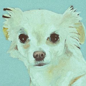 Kovacs: Dulce Perro